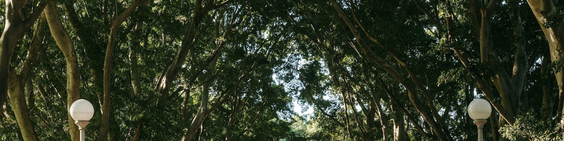 Un sendero bordeado de árboles con una fuente a lo lejos.