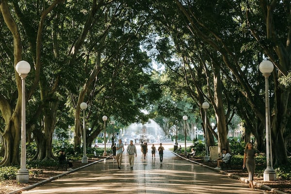 A tree-lined pathway with a fountain in the distance.