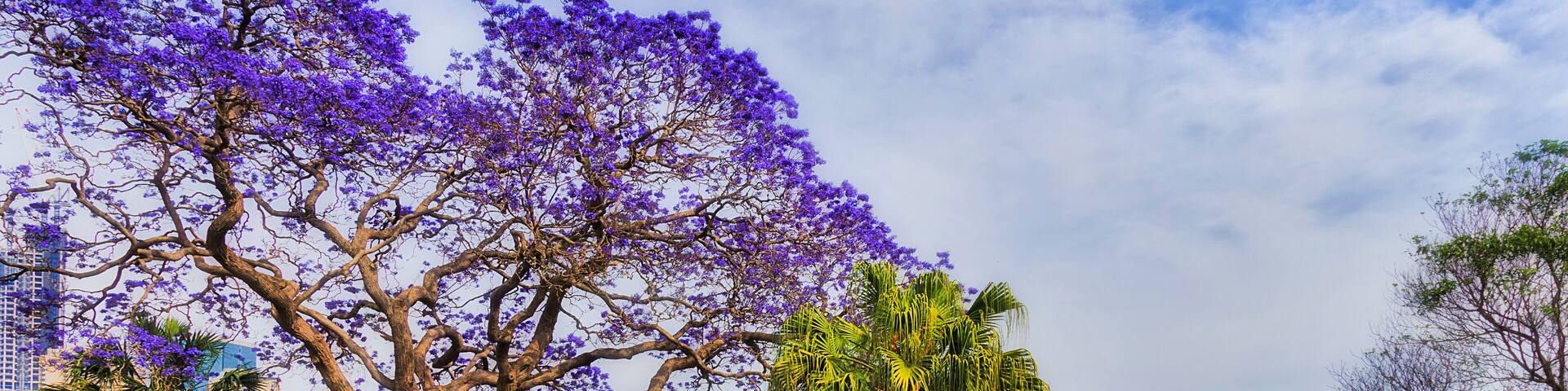 Un parque con árboles de flores moradas, un césped cuidado y vistas de la Ópera de Sídney y el Puente de Abordo.
