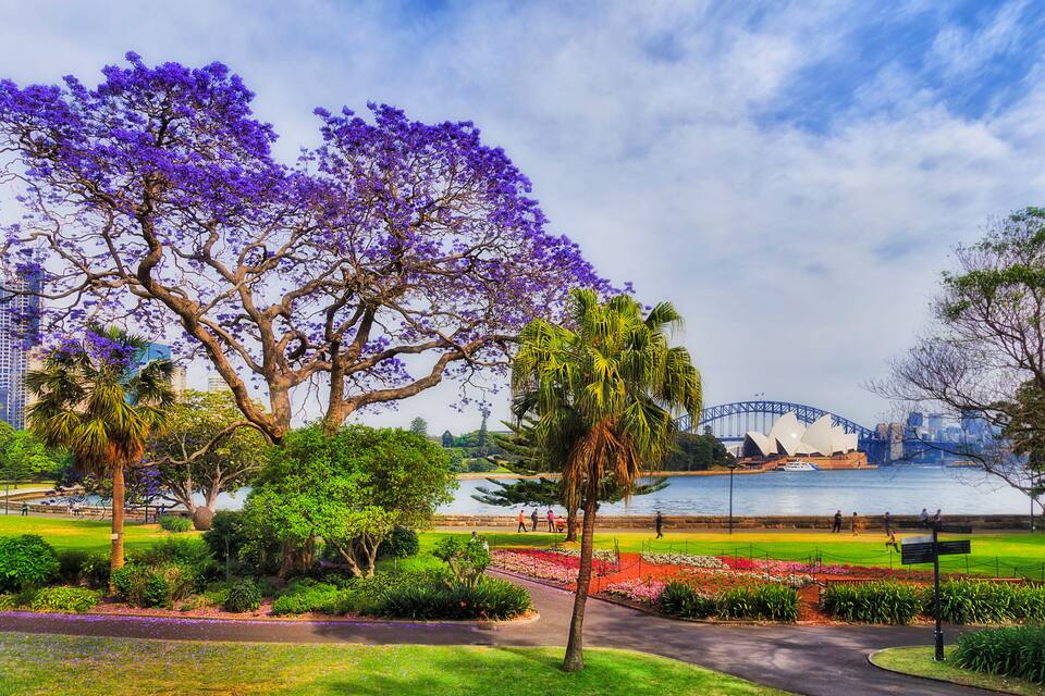A park with purple flowering trees, a well-maintained lawn, and a view of the Sydney Opera House and Harbour Bridge.