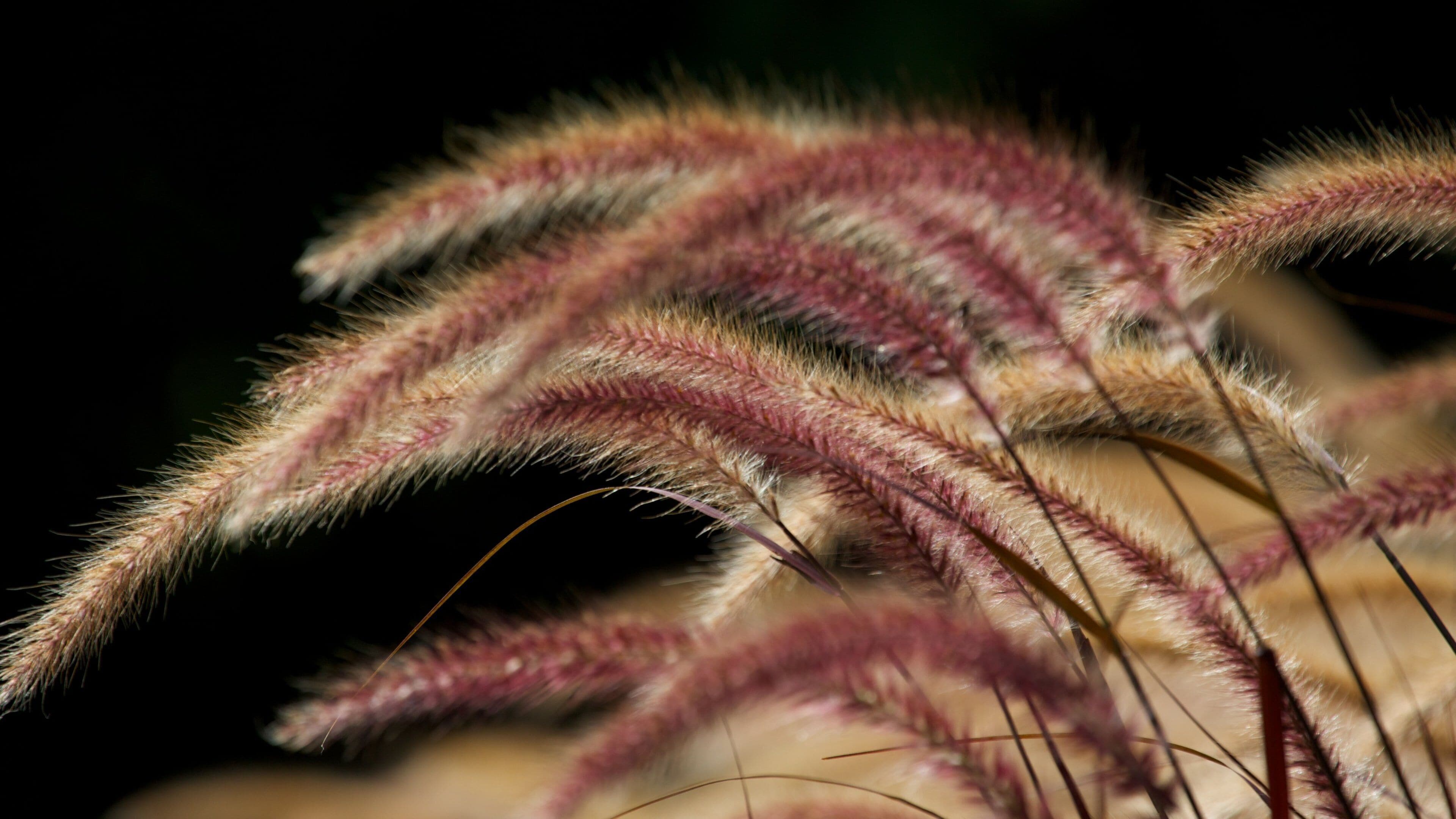 Royal Botanic Gardens featuring flowers and wild flowers