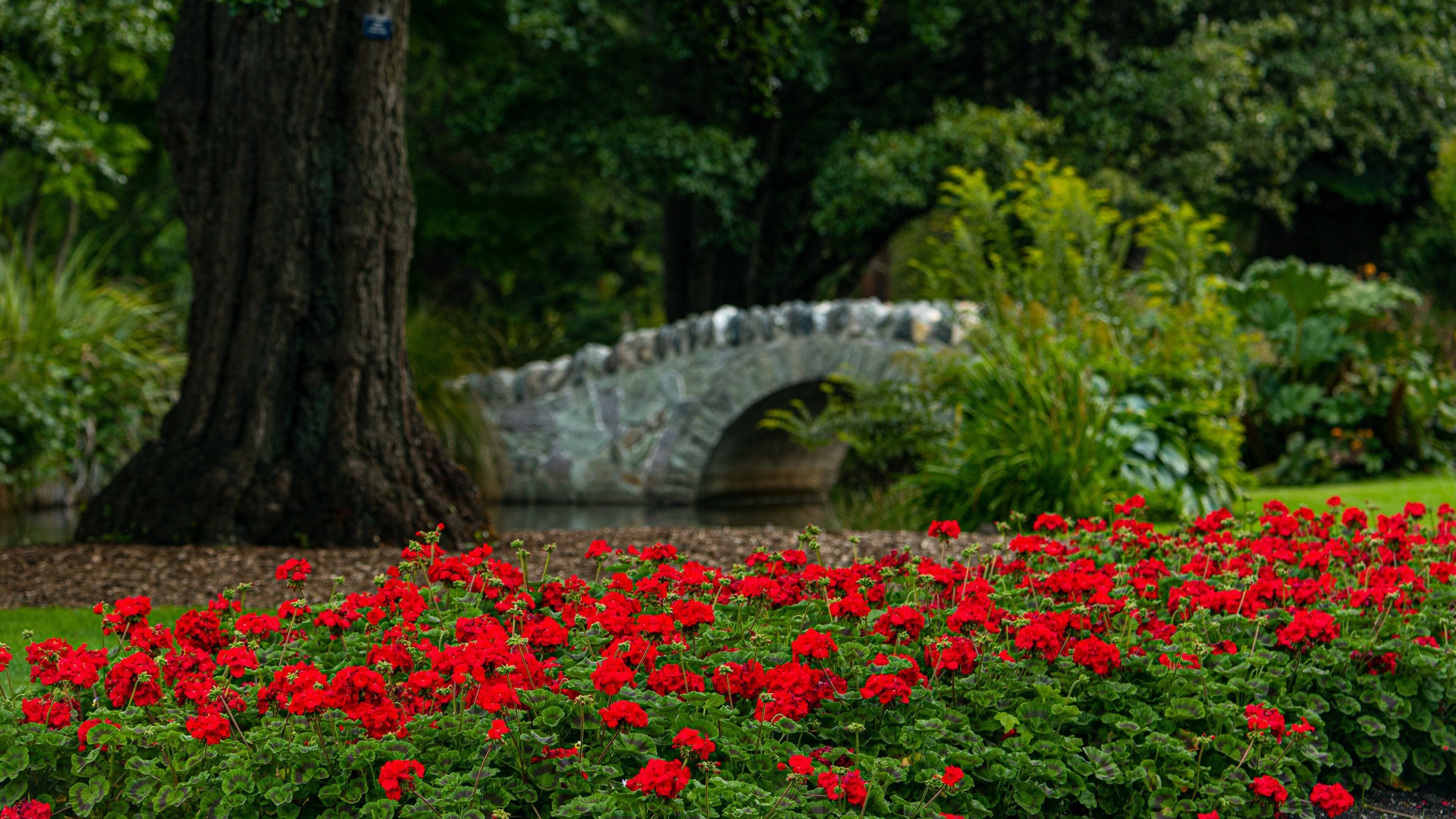 Queenstown Gardens featuring flowers, a park and wildflowers