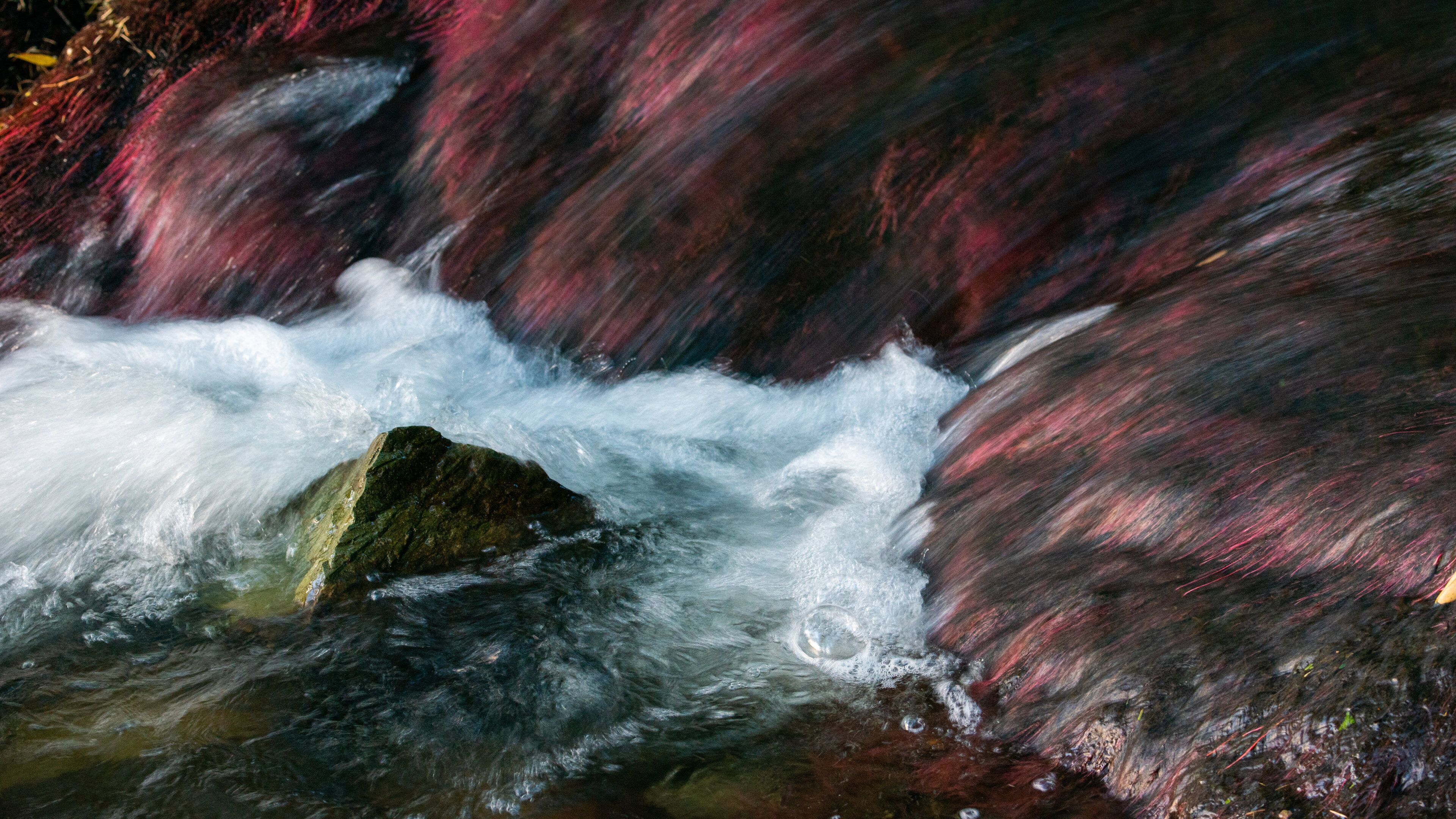 Queenstown Gardens which includes a river or creek