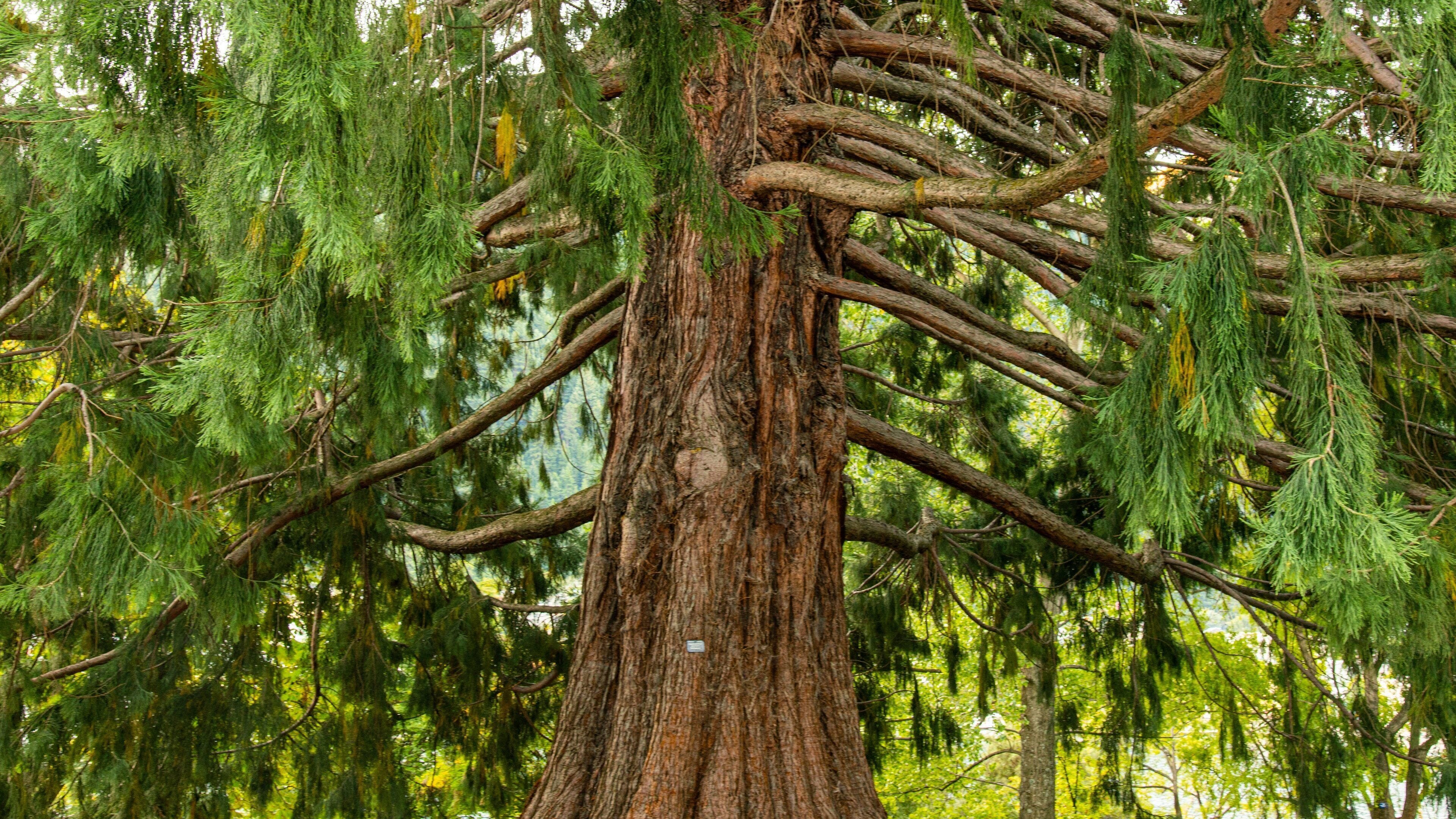 Queenstown Gardens showing a park