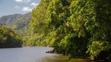 Barron Gorge National Park featuring a river or creek and forests