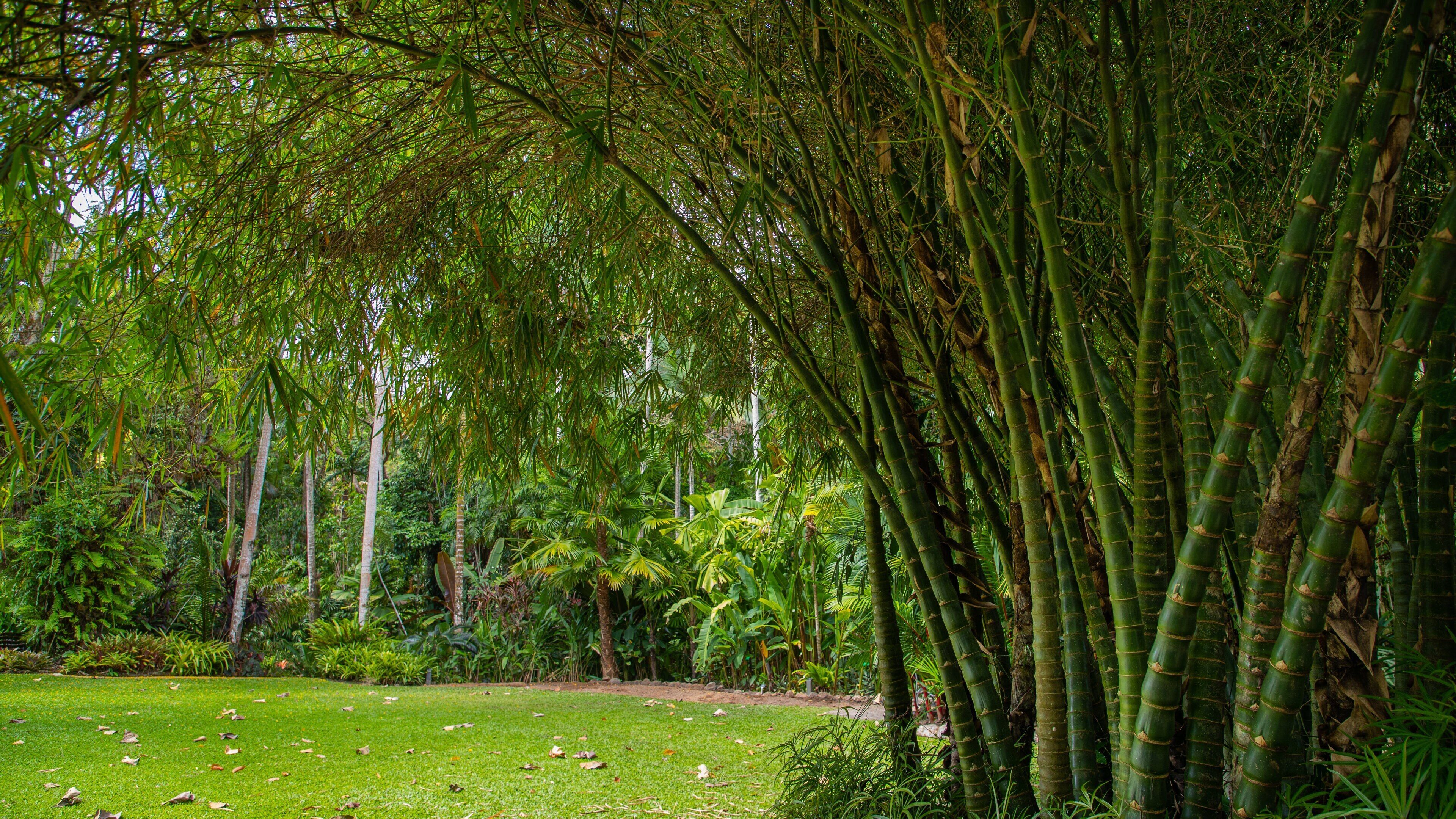 Flecker Botanic Gardens showing a garden
