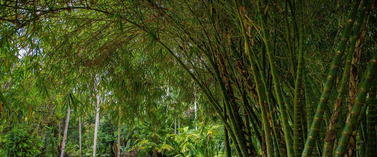 Flecker Botanic Gardens showing a garden