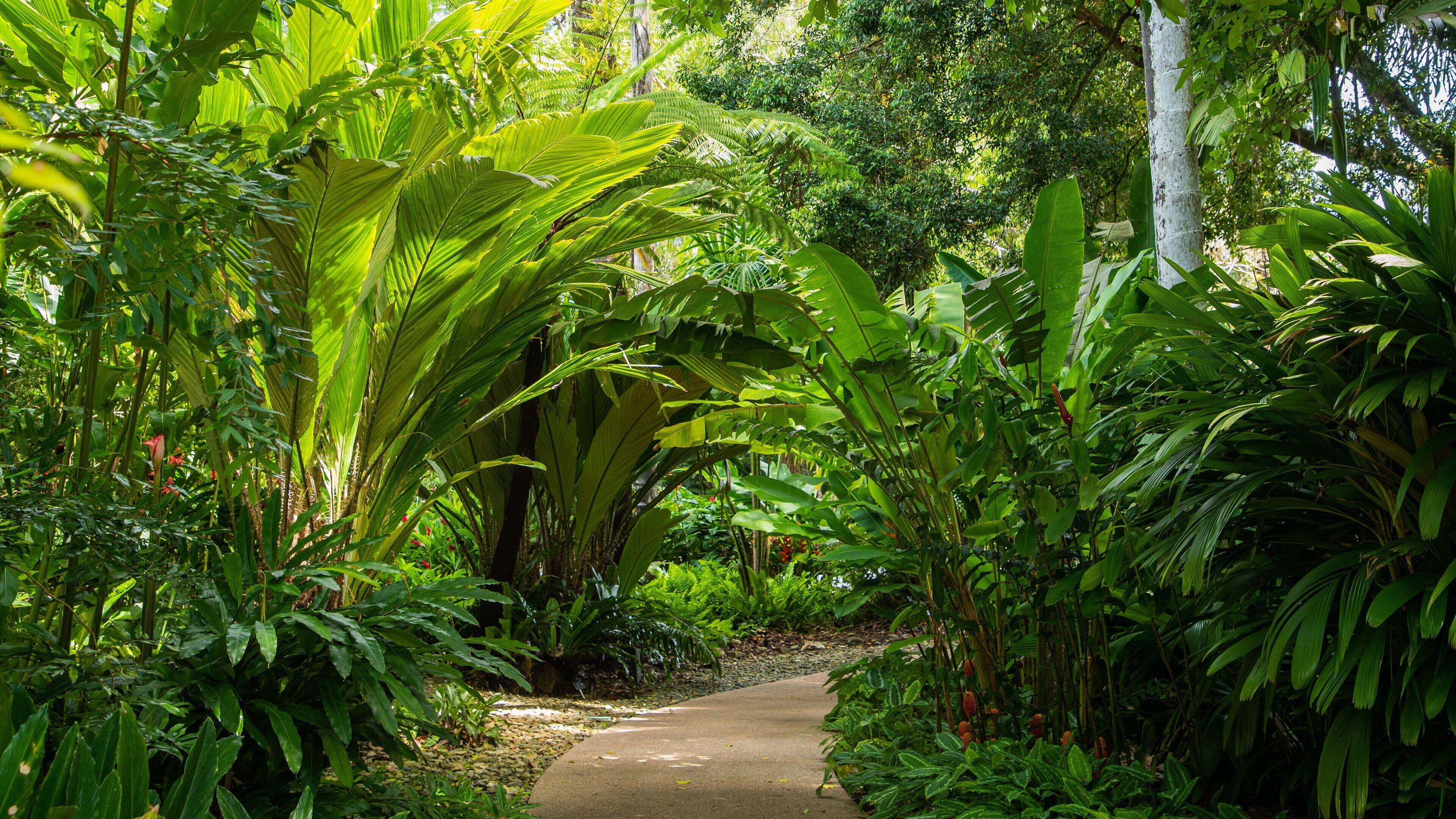 Flecker Botanic Gardens showing a garden