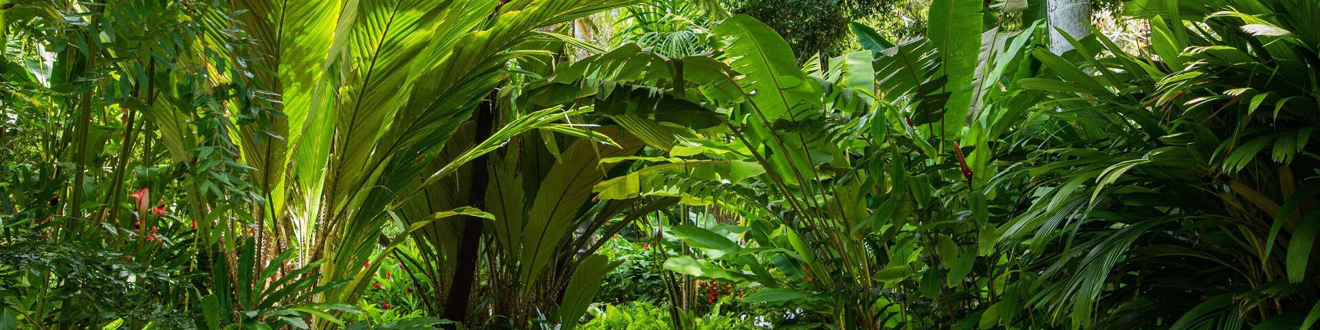 Flecker Botanic Gardens showing a garden
