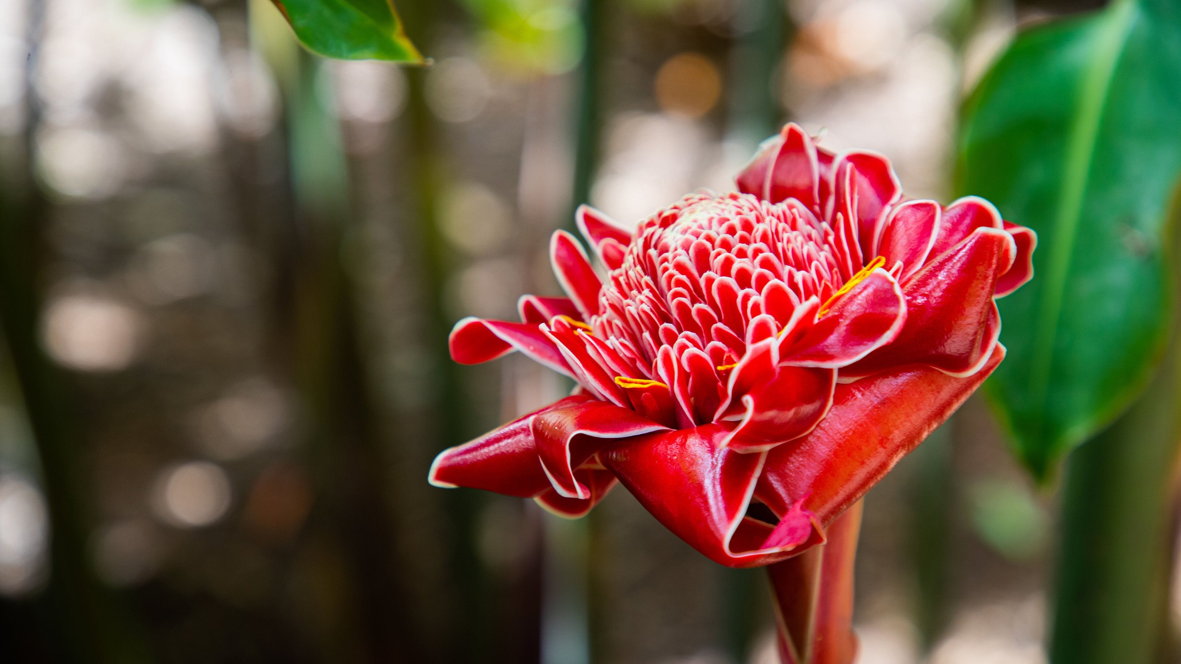 Flecker Botanic Gardens featuring wildflowers