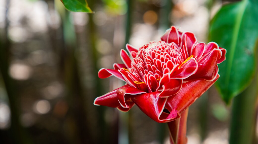 Flecker Botanic Gardens featuring wildflowers