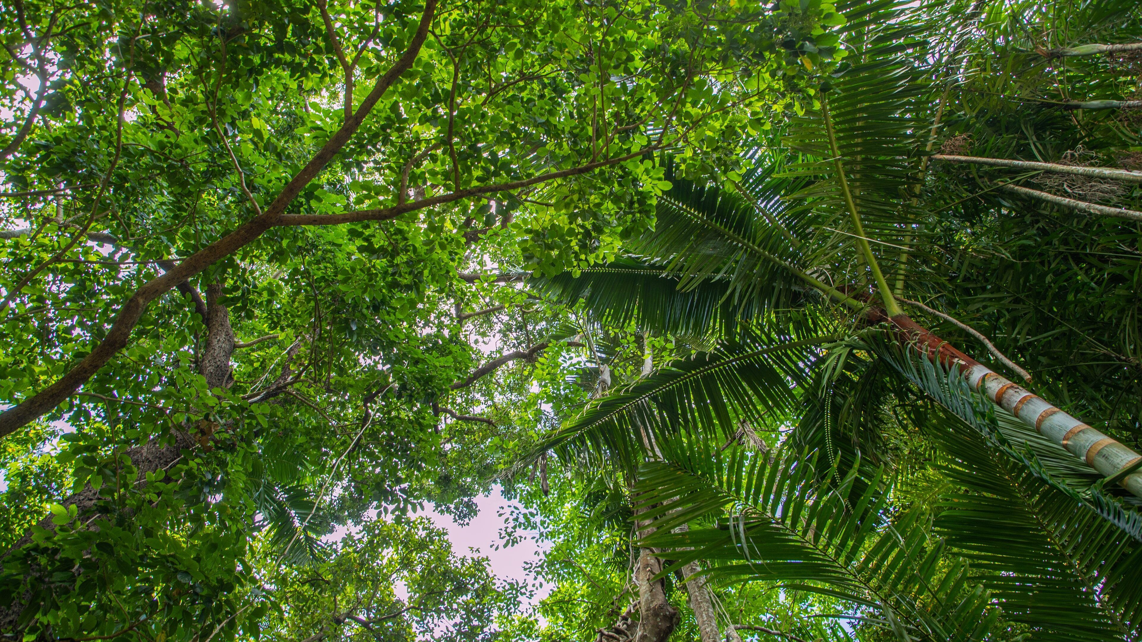 Flecker Botanic Gardens showing forest scenes