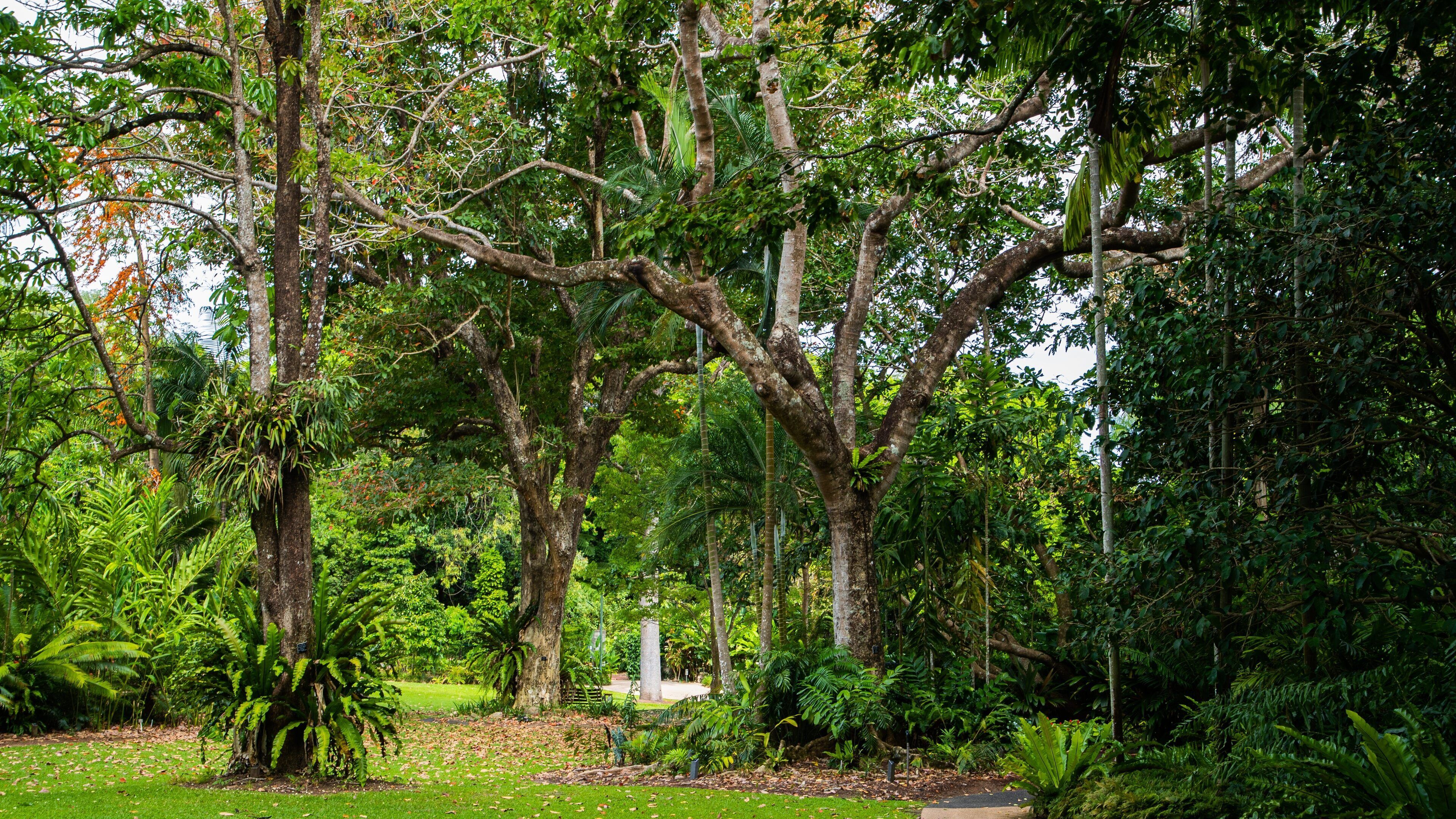 Flecker Botanic Gardens showing a garden