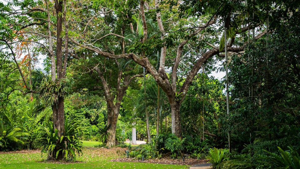 Flecker Botanic Gardens showing a garden