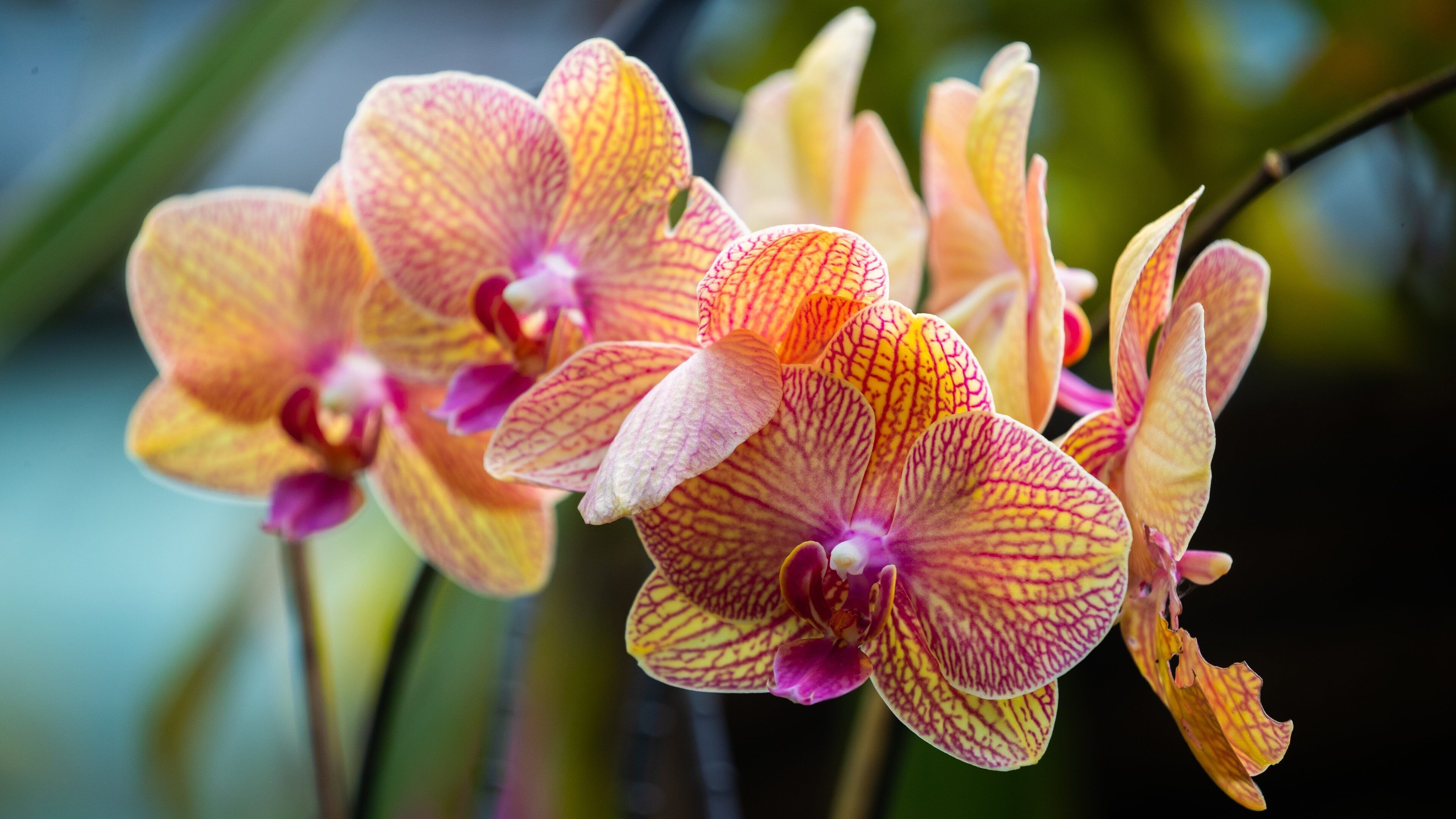 Flecker Botanic Gardens featuring wildflowers
