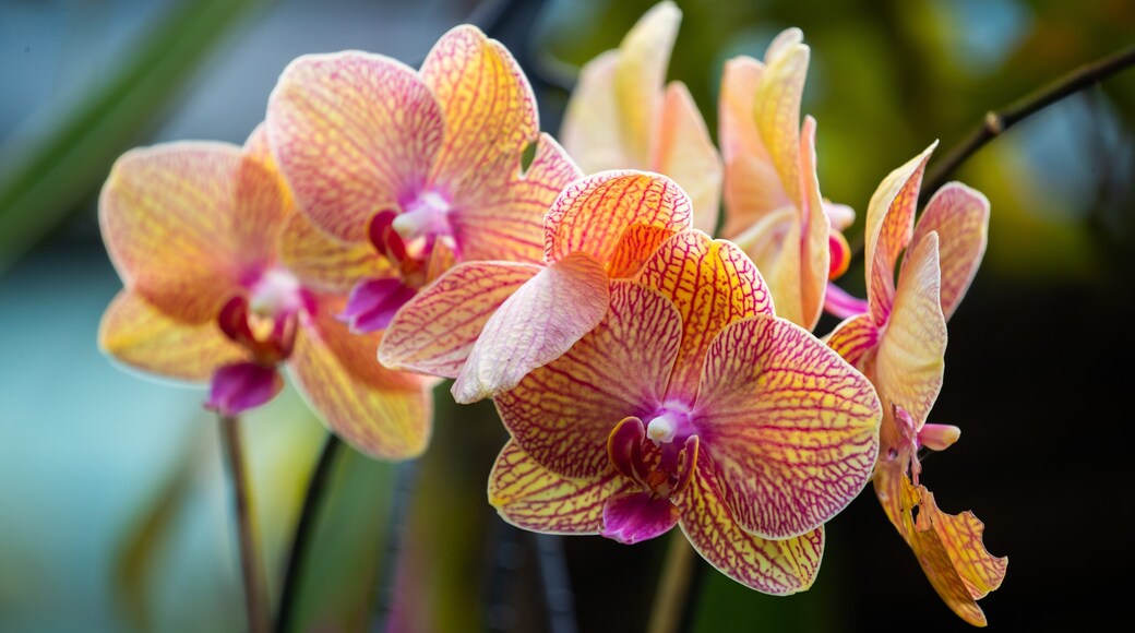 Flecker Botanic Gardens featuring wildflowers