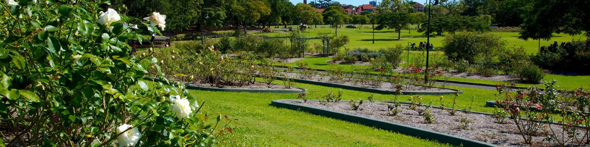 Um jardim bem cuidado, com roseiras, grama aparada e diversas árvores.