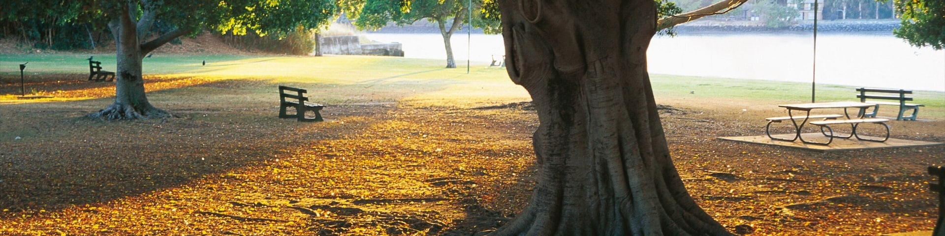 New Farm Park mostrando um parque