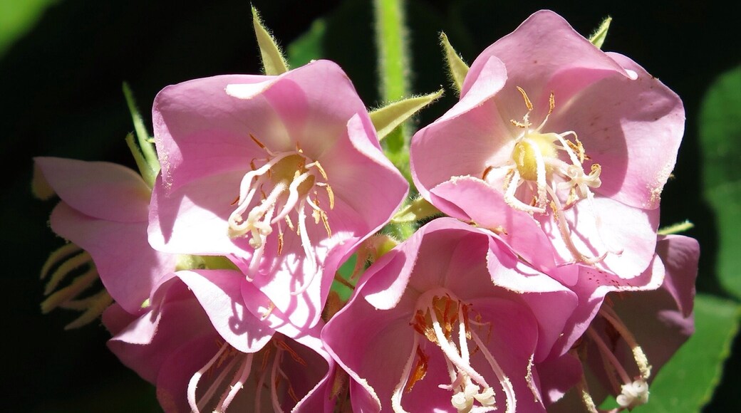 Brisbane's has a few botanic gardens, but the one at Mt Cootha is my favourite for lots of reasons: variety, resident wildlife, Japanese gardens, bonsai, a bonus planetarium...and of course, pretty flowers!!