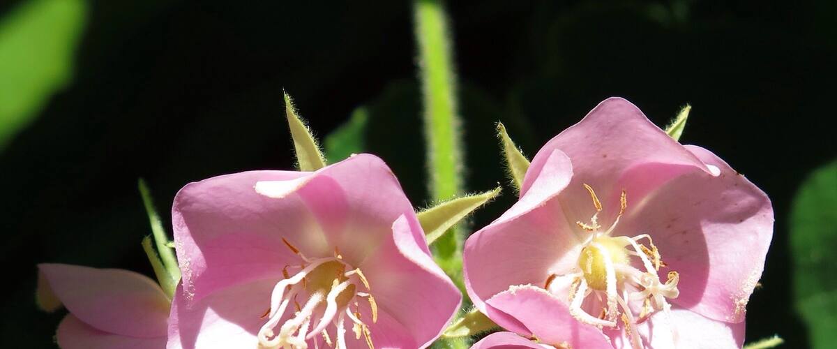 Brisbane's has a few botanic gardens, but the one at Mt Cootha is my favourite for lots of reasons: variety, resident wildlife, Japanese gardens, bonsai, a bonus planetarium...and of course, pretty flowers!!
