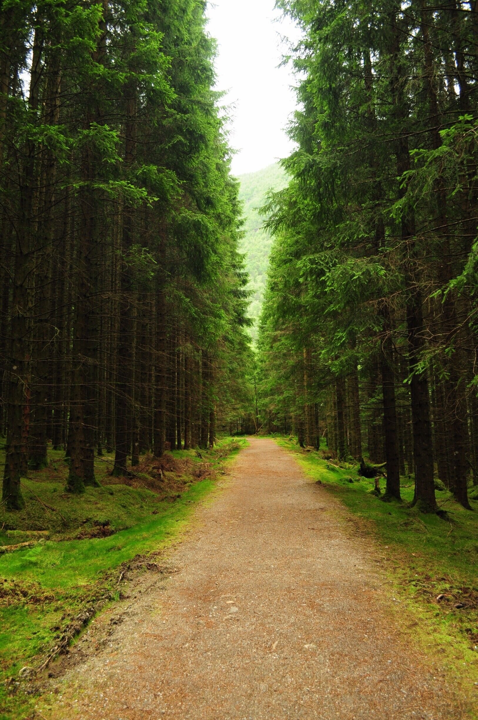 2 hour hike up to the hydro electric plant at the base of a gorgeous waterfall. We were surrounded by tall pine trees neatly lined up and also by wild raspberries
#takeahike