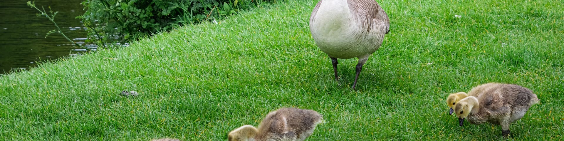 Goslings at Sheepwash, Northumberland, on the River Wansbeck May 2025