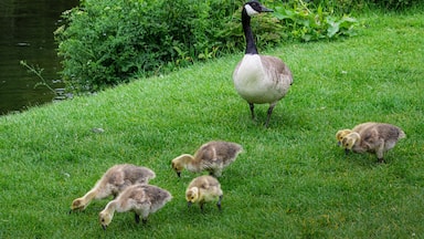 Goslings at Sheepwash, Northumberland, on the River Wansbeck May 2025
