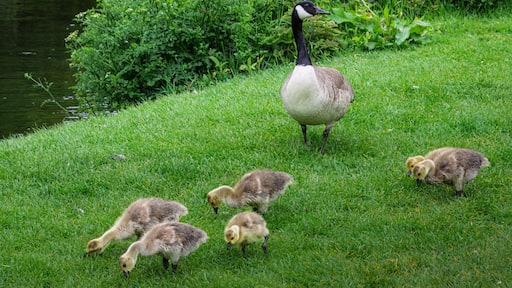 Goslings at Sheepwash, Northumberland, on the River Wansbeck May 2025