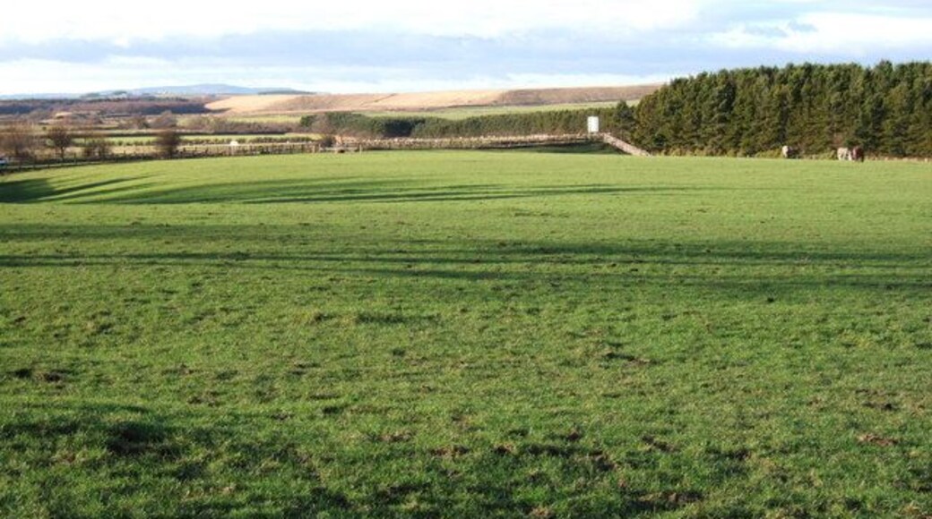 Field north of Widdrington Taken a few yards along footpath 428/013 from Widdrington to Chibburn. The belt of trees on the right borders the line of a disused railway. To the left of this is the A1068.