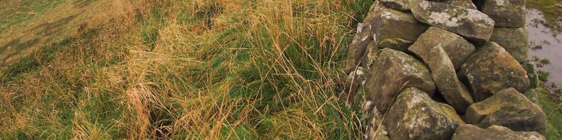 Northumberland National Park is situated in northern England. It's made up bogs, fields, rocky hills and marshes. It's bisected by Hadrian's Wall, which was the northernmost border of the Roman Empire.
#NationalPark