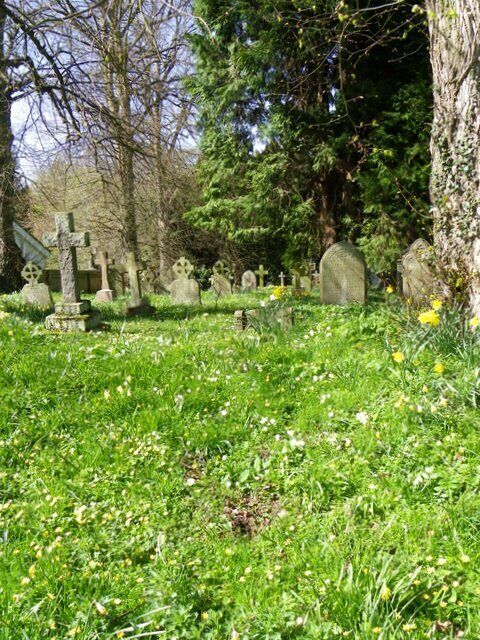 Primroses in the churchyard, Longhirst
