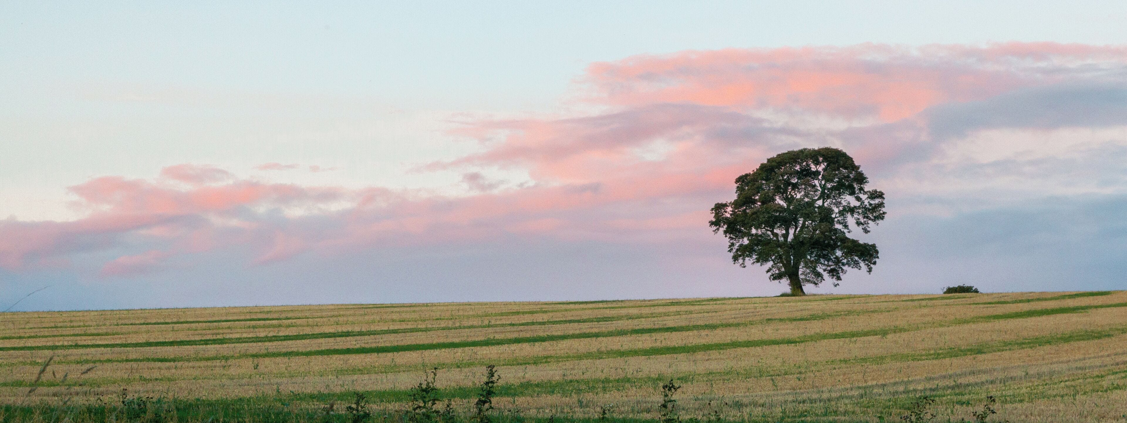 Lone Tree, near Stannington, Northumberland