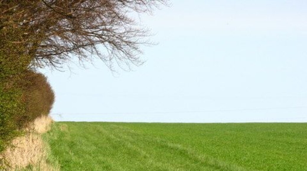 Pheasant In the fields of South Farm, near Eshott.