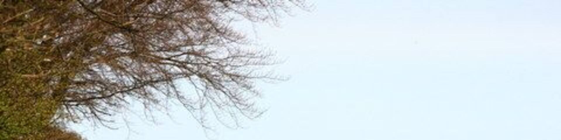 Pheasant In the fields of South Farm, near Eshott.