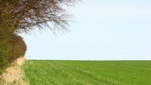 Pheasant In the fields of South Farm, near Eshott.