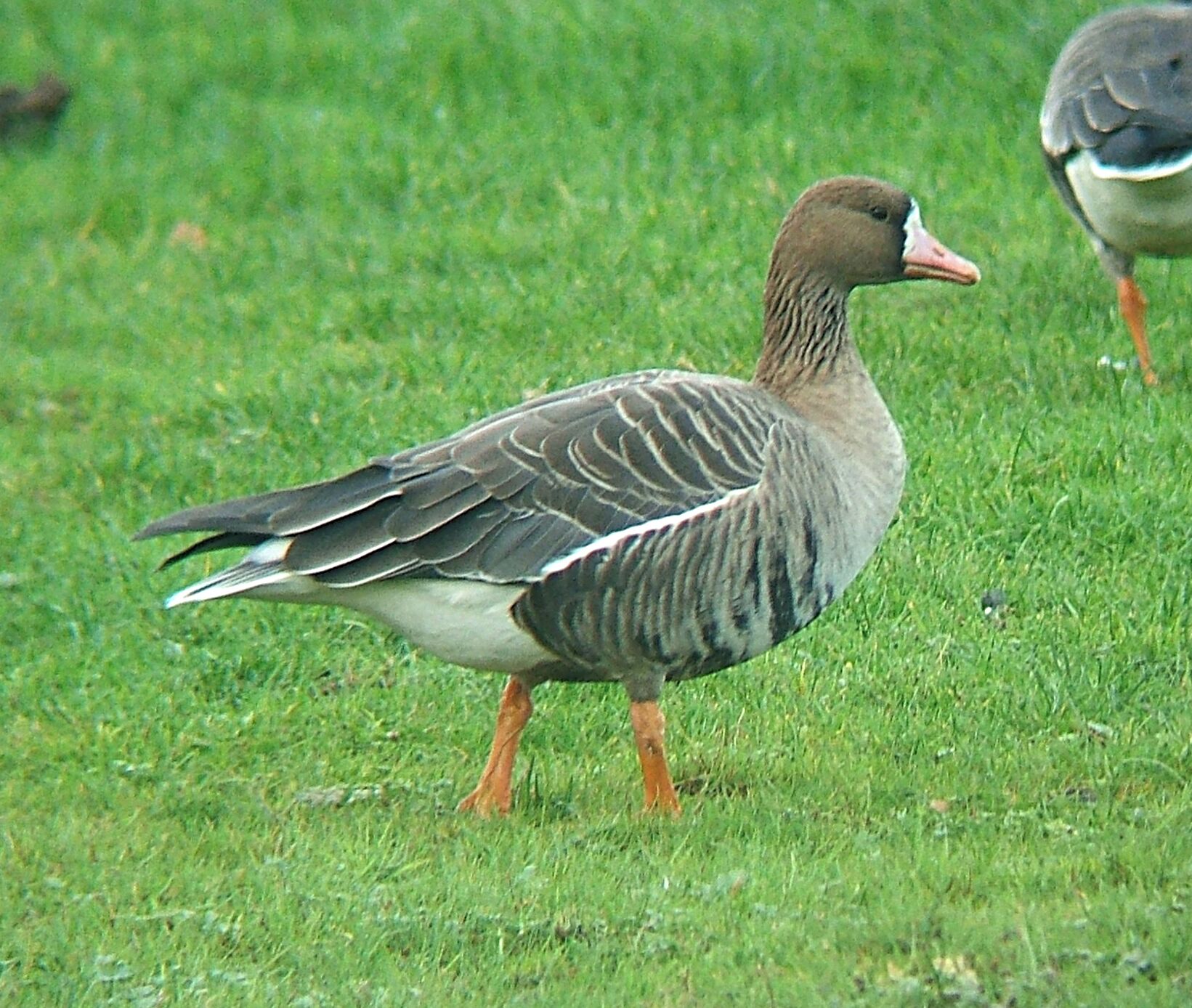 Anser albifrons albifrons, Swallow Pond, Northumberland. One of flock of eight birds.