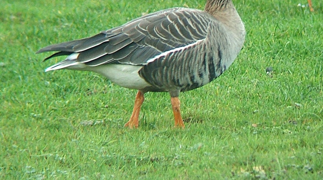 Anser albifrons albifrons, Swallow Pond, Northumberland. One of flock of eight birds.