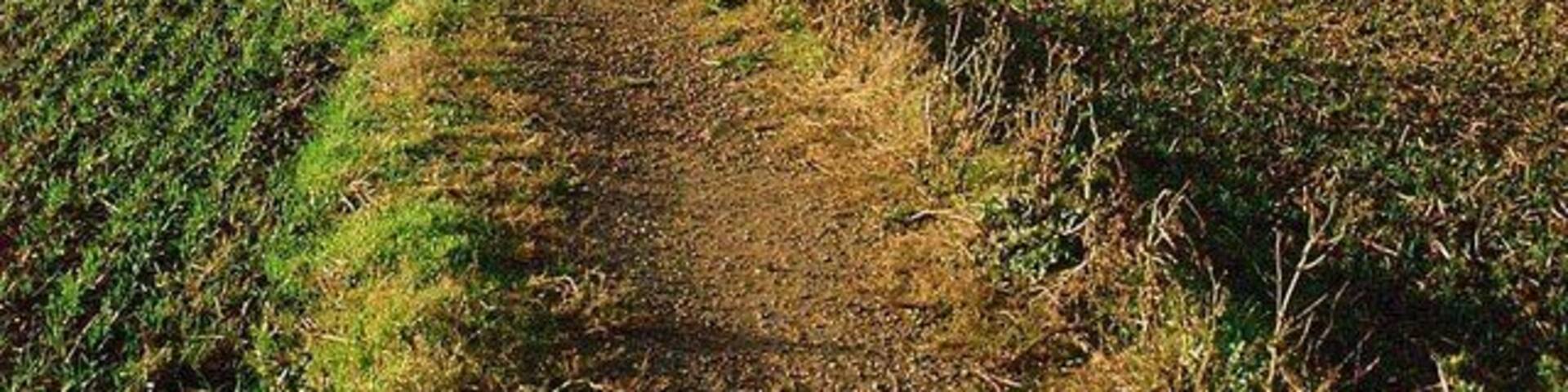 Footpath to Lolworth from Bar Hill This surfaced path provides good walking even in the wettest of winters when fields are waterlogged.