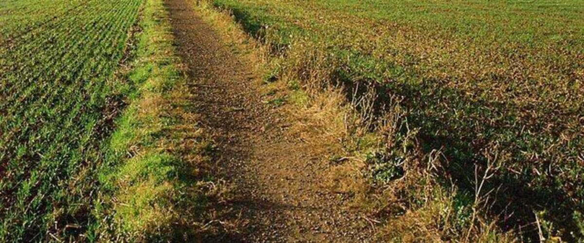 A rural landscape with a dirt path leading through a field of crops.