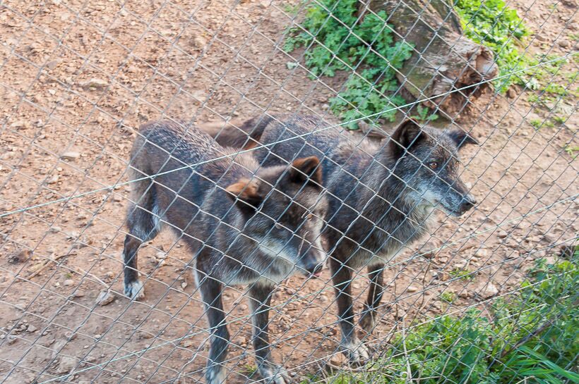 Lobo Park, Antequera.

#spain #animals ##landscape #travel #places  #wolfs