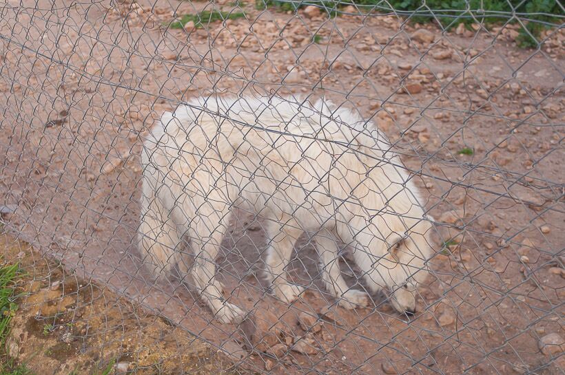 Lobo Park, Antequera.

#spain #animals ##landscape #travel #places #wolf