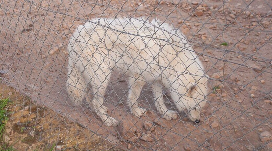Lobo Park, Antequera.
#spain #animals ##landscape #travel #places #wolf