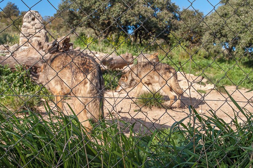 Lobo Park, Antequera. #spain #animals #landscape