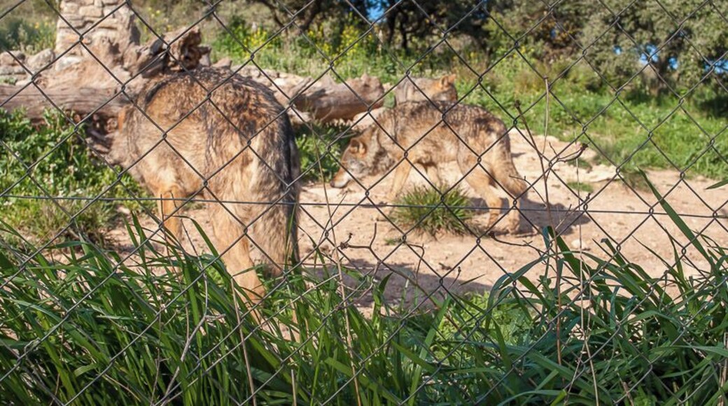 Lobo Park, Antequera. #spain #animals #landscape