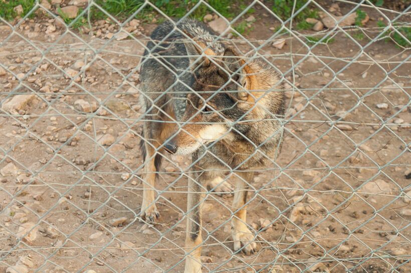 Lobo Park, Antequera.

#spain #animals ##landscape #travel #places #park #wolf