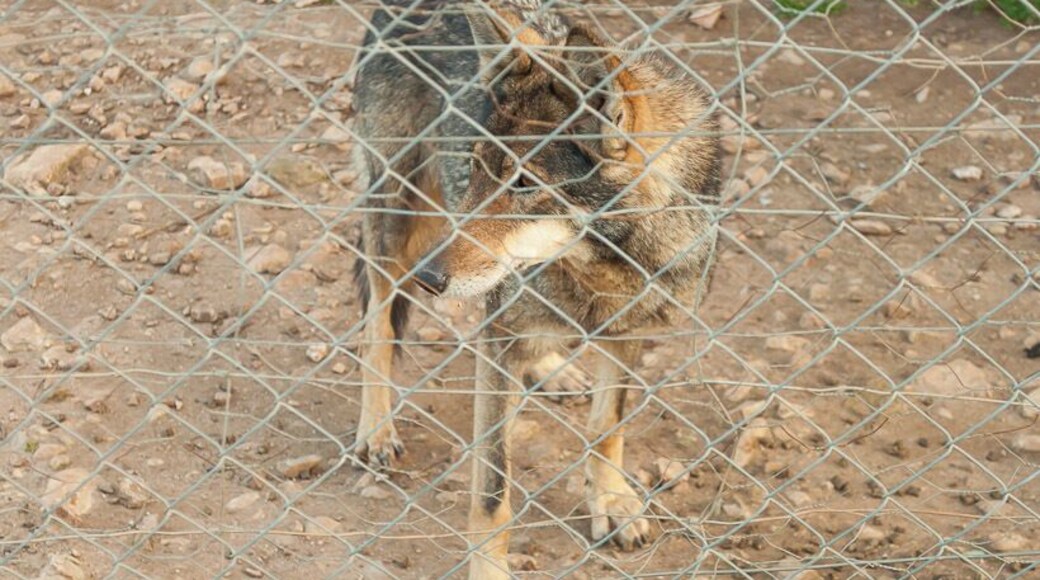 Lobo Park, Antequera.
#spain #animals ##landscape #travel #places #park #wolf