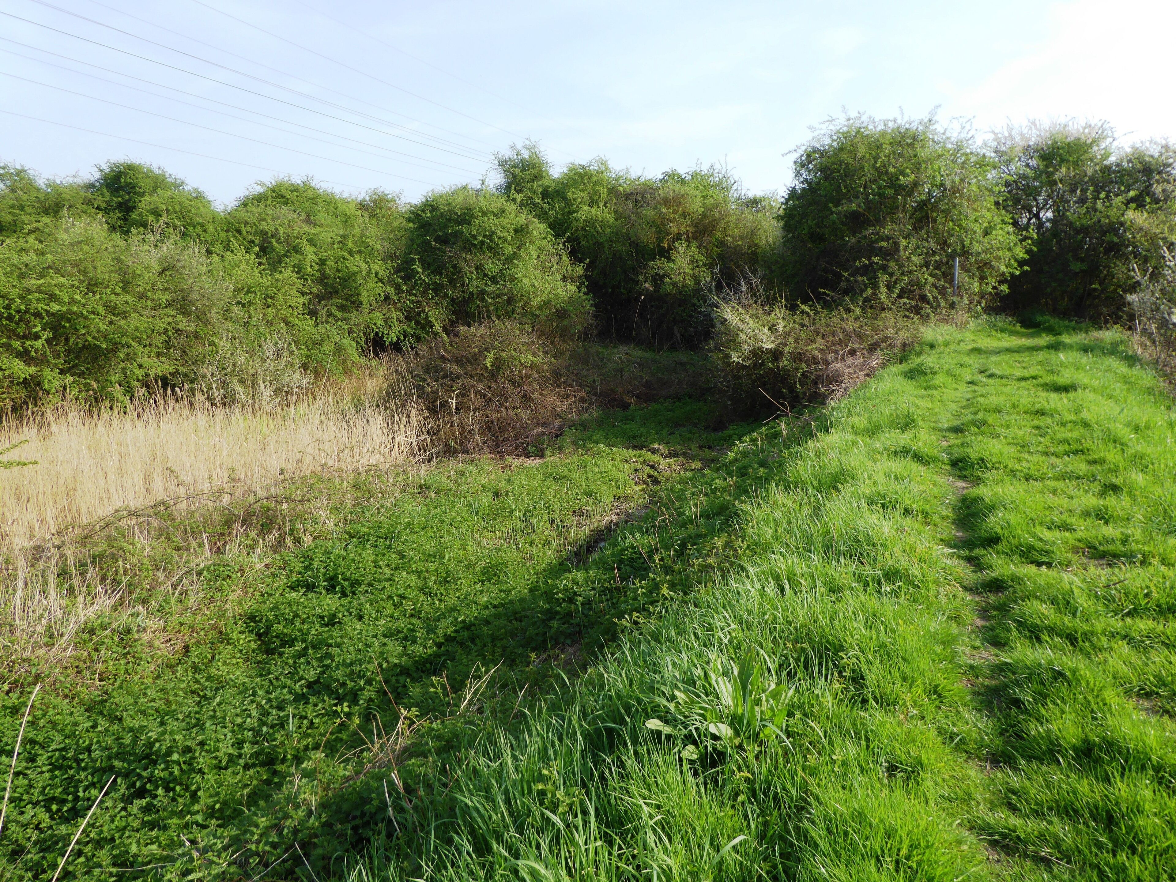 A grassy path with dense shrubbery and trees in the background.
