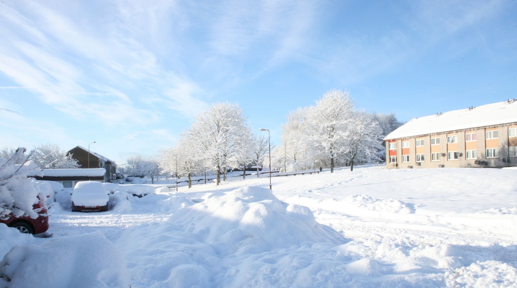 winter in Chestnut Grove