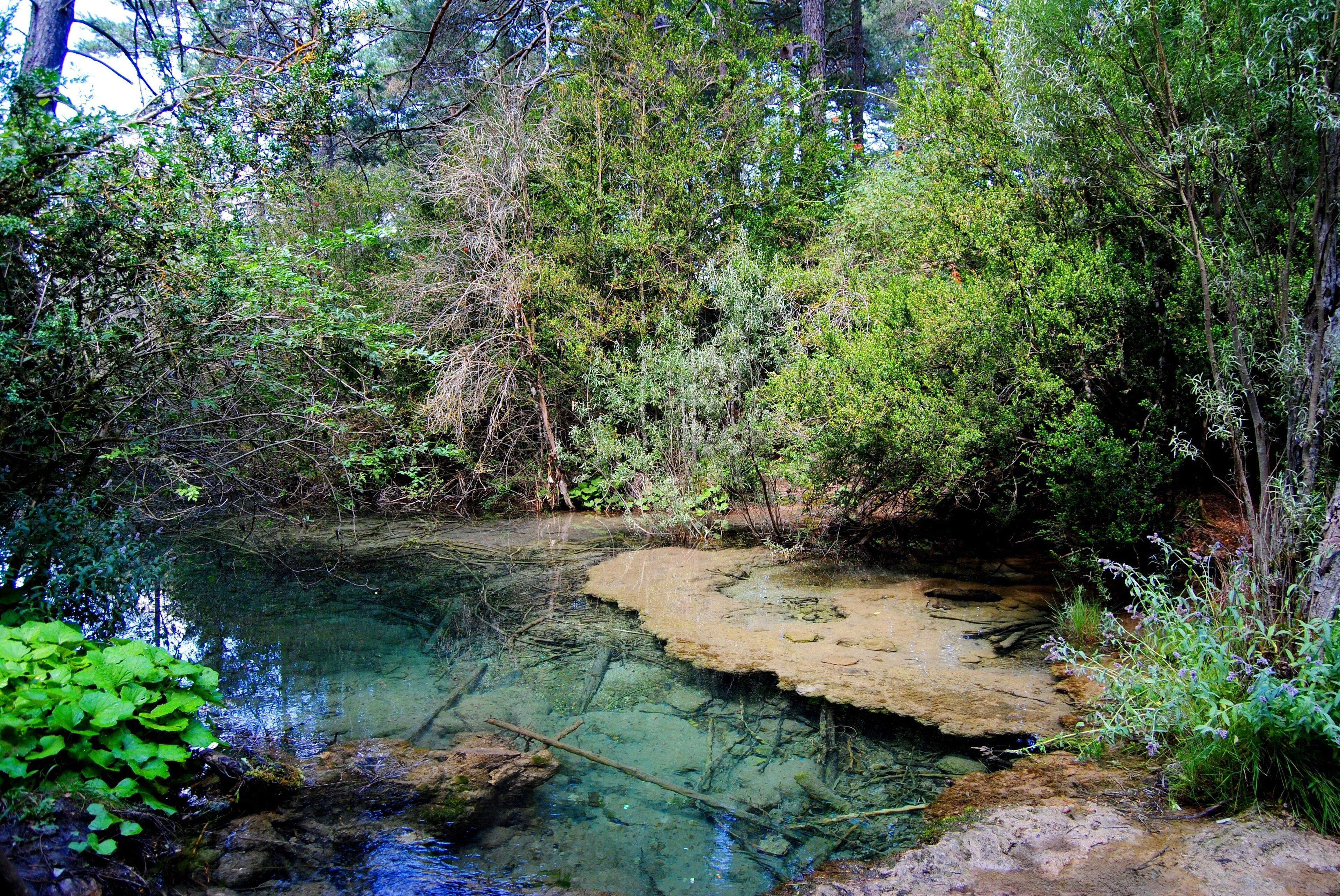 A clear stream surrounded by dense foliage and rocky terrain.