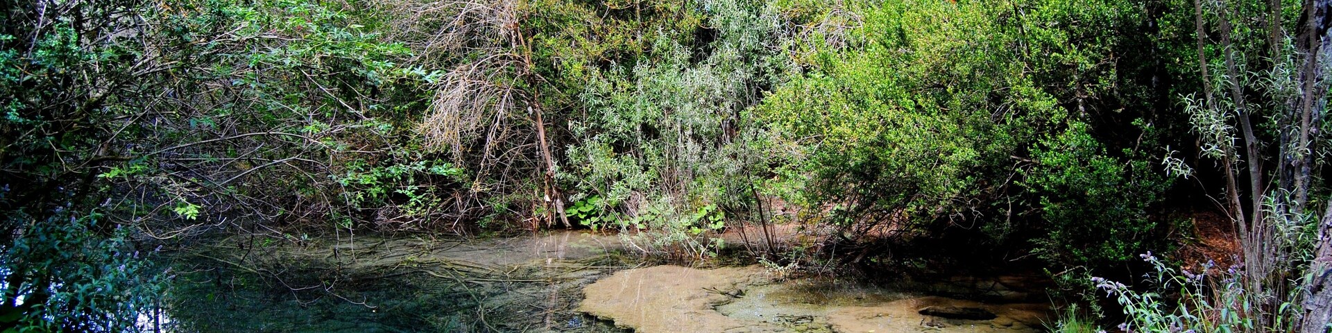 A clear stream surrounded by dense foliage and rocky terrain.